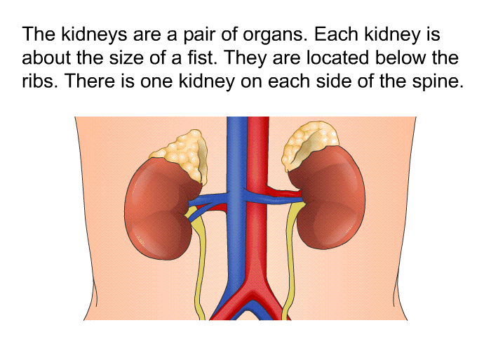 The kidneys are a pair of organs. Each kidney is about the size of a fist. They are located below the ribs. There is one kidney on each side of the spine.