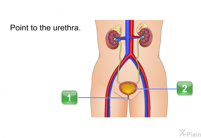 Point to the urethra.