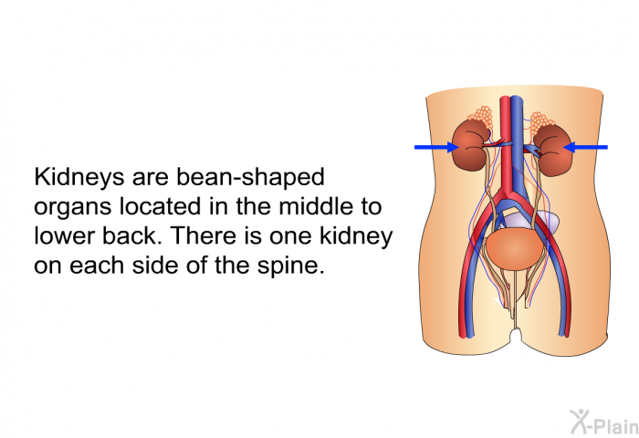 Kidneys are bean-shaped organs located in the middle to lower back. There is one kidney on each side of the spine.