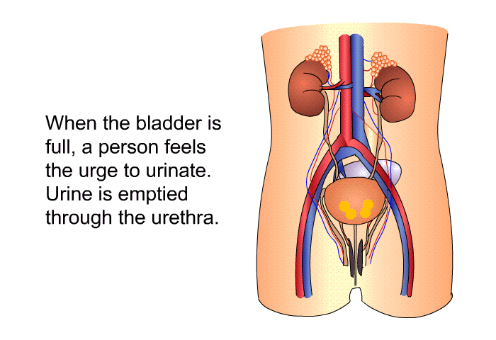 When the bladder is full, a person feels the urge to urinate. Urine is emptied through the urethra.