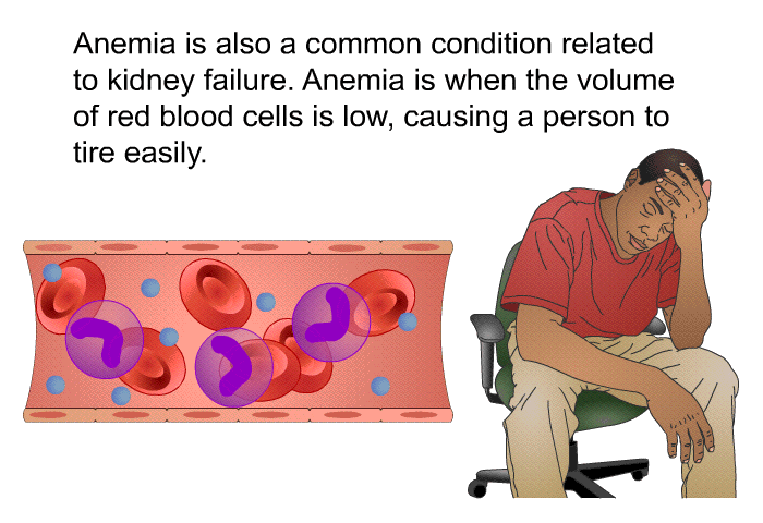Anemia is also a common condition related to kidney failure. Anemia is when the volume of red blood cells is low, causing a person to tire easily.