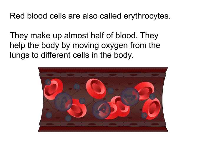 Red blood cells are also called erythrocytes. They make up almost half of blood. They help the body by moving oxygen from the lungs to different cells in the body.