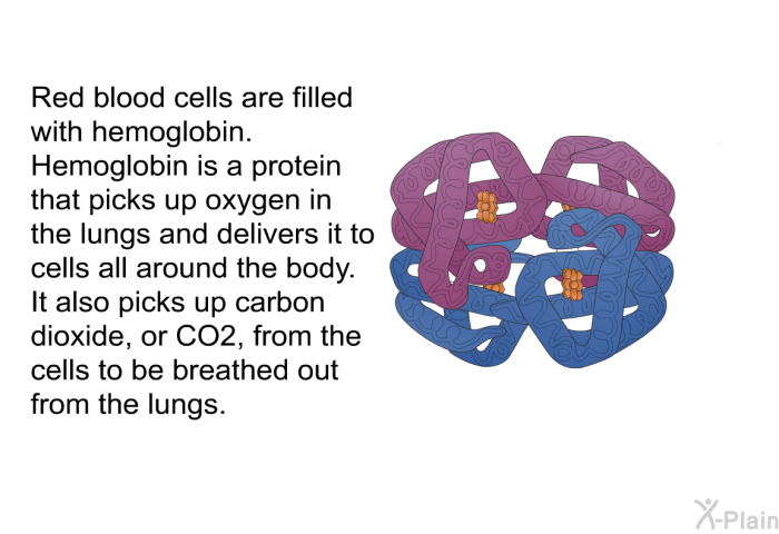 Red blood cells are filled with hemoglobin. Hemoglobin is a protein that picks up oxygen in the lungs and delivers it to cells all around the body. It also picks up carbon dioxide, or CO2, from the cells to be breathed out from the lungs.