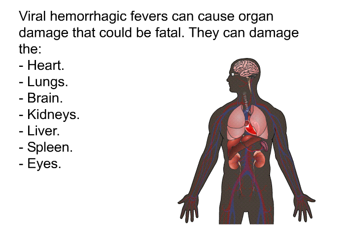 Viral hemorrhagic fevers can cause organ damage that could be fatal. They can damage the:  Heart. Lungs. Brain. Kidneys. Liver. Spleen. Eyes.