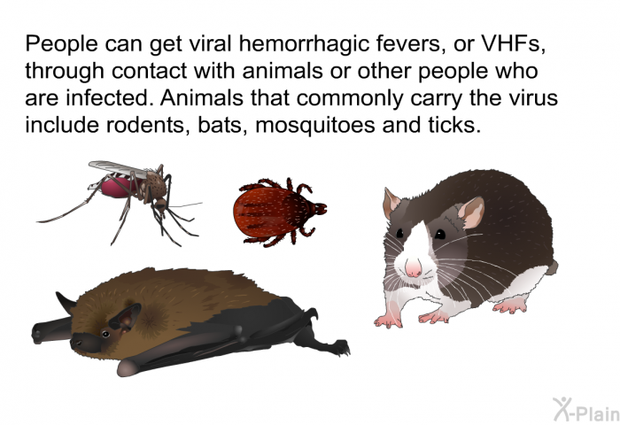 People can get viral hemorrhagic fevers, or VHFs, through contact with animals or other people who are infected. Animals that commonly carry the virus include rodents, bats, mosquitoes and ticks.