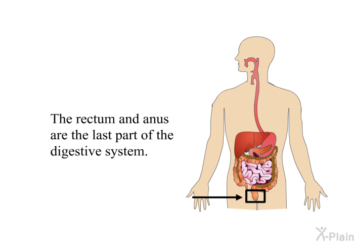The rectum and anus are the last part of the digestive system.