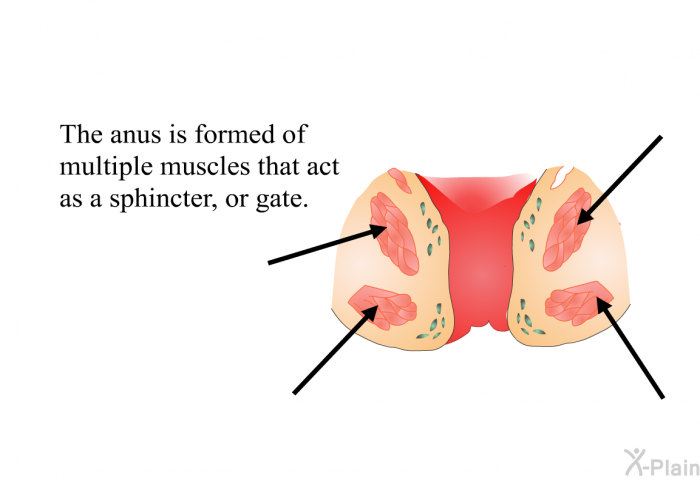The anus is formed of multiple muscles that act as a sphincter, or gate.