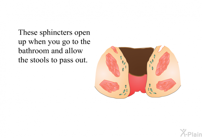 These sphincters open up when you go to the bathroom and allow the stools to pass out.