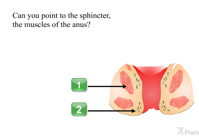 Can you point to the sphincter, the muscles of the anus?
