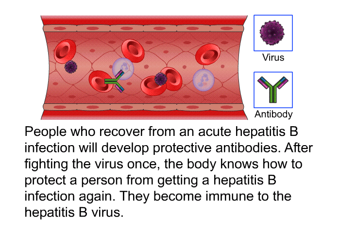 People who recover from an acute hepatitis B infection will develop protective antibodies. After fighting the virus once, the body knows how to protect a person from getting a hepatitis B infection again. They become immune to the hepatitis B virus.