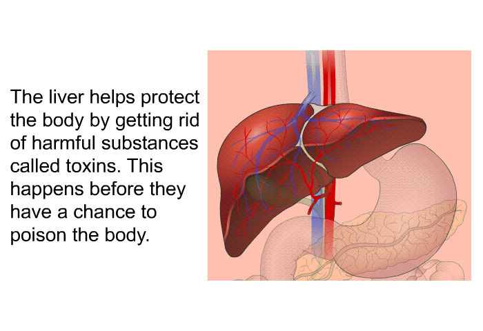The liver helps protect the body by getting rid of harmful substances called toxins. This happens before they have a chance to poison the body.