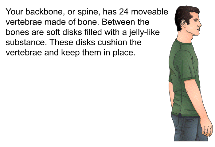 Your backbone, or spine, has 24 moveable vertebrae made of bone. Between the bones are soft disks filled with a jelly-like substance. These disks cushion the vertebrae and keep them in place.