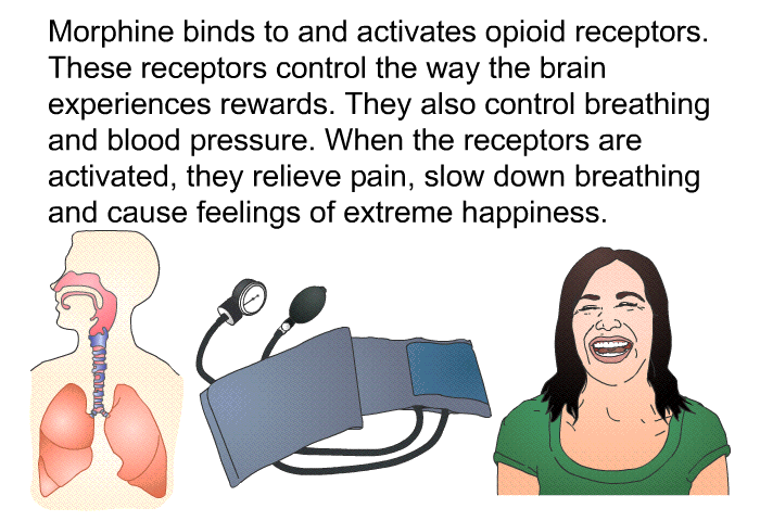 Morphine binds to and activates opioid receptors. These receptors control the way the brain experiences rewards. They also control breathing and blood pressure. When the receptors are activated, they relieve pain, slow down breathing and cause feelings of extreme happiness.