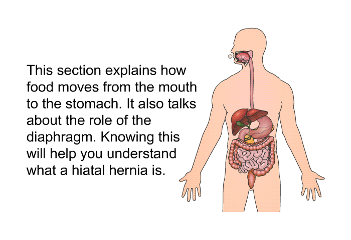 This section explains how food moves from the mouth to the stomach. It also talks about the role of the diaphragm. Knowing this will help you understand what a hiatal hernia is.
