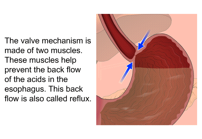 The valve mechanism is made of two muscles. These muscles help prevent the back flow of the acids in the esophagus. This back flow is also called reflux.