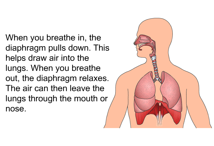 When you breathe in, the diaphragm pulls down. This helps draw air into the lungs. When you breathe out, the diaphragm relaxes. The air can then leave the lungs through the mouth or nose.