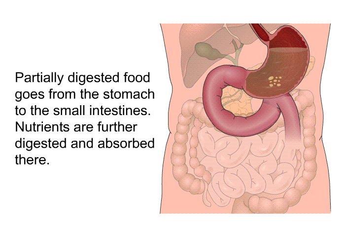 Partially digested food goes from the stomach to the small intestines. Nutrients are further digested and absorbed there.