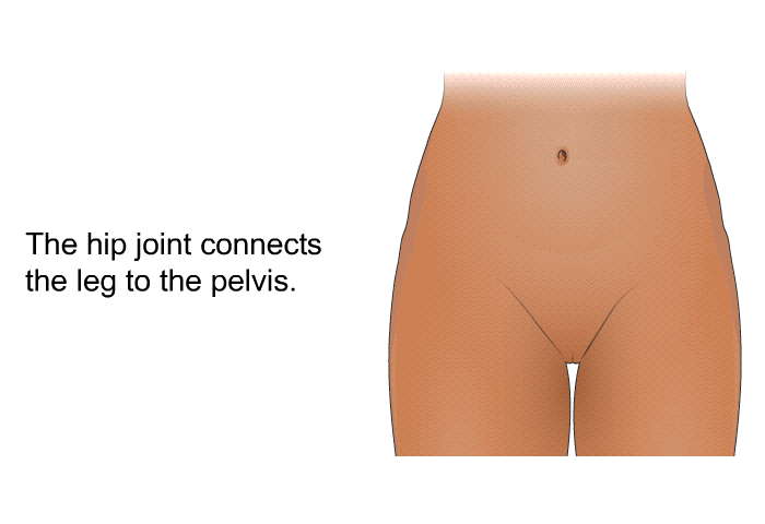 The hip joint connects the leg to the pelvis.