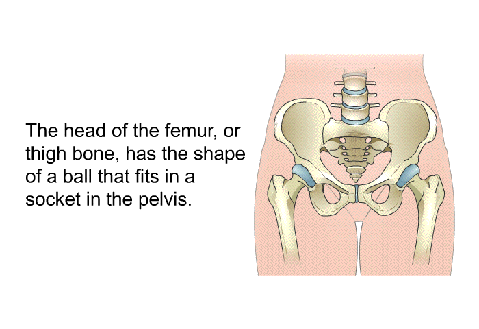 The head of the femur, or thigh bone, has the shape of a ball that fits in a socket in the pelvis.