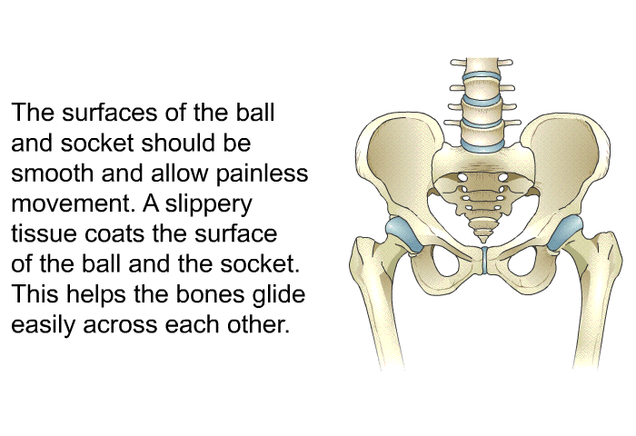 The surfaces of the ball and socket should be smooth and allow painless movement. A slippery tissue coats the surface of the ball and the socket. This helps the bones glide easily across each other.