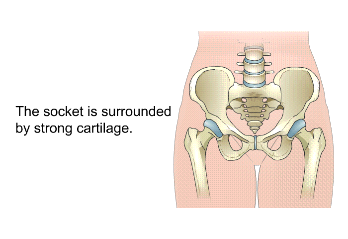 The socket is surrounded by strong cartilage.