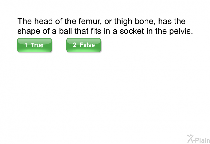 The head of the femur, or thigh bone, has the shape of a ball that fits in a socket in the pelvis.