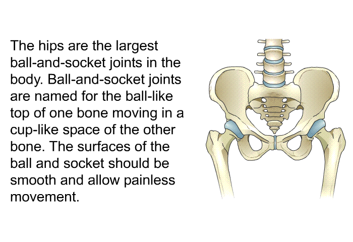The hips are the largest ball-and-socket joints in the body. Ball-and-socket joints are named for the ball-like top of one bone moving in a cup-like space of the other bone. The surfaces of the ball and socket should be smooth and allow painless movement.