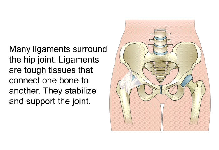 Many ligaments surround the hip joint. Ligaments are tough tissues that connect one bone to another. They stabilize and support the joint.