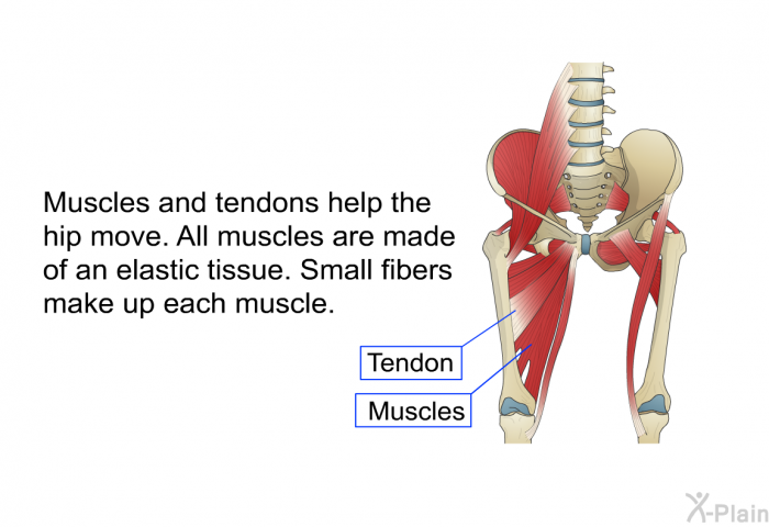 Muscles and tendons help the hip move. All muscles are made of an elastic tissue. Small fibers make up each muscle.