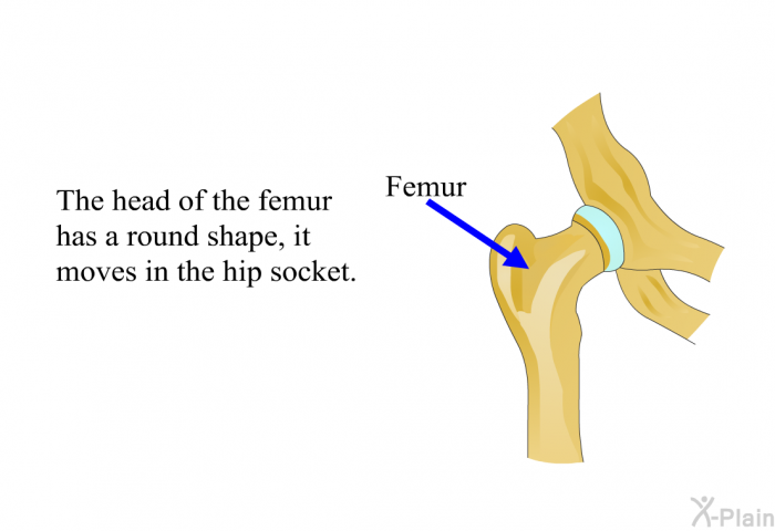 The head of the femur has a round shape, it moves in the hip socket.