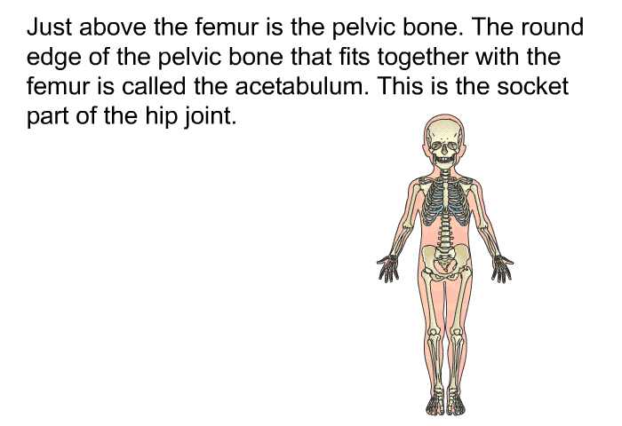 Just above the femur is the pelvic bone. The round edge of the pelvic bone that fits together with the femur is called the acetabulum. This is the socket part of the hip joint.