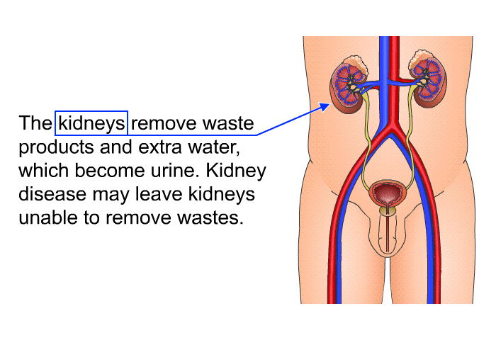 The kidneys remove waste products and extra water, which become urine. Kidney disease may leave kidneys unable to remove wastes.
