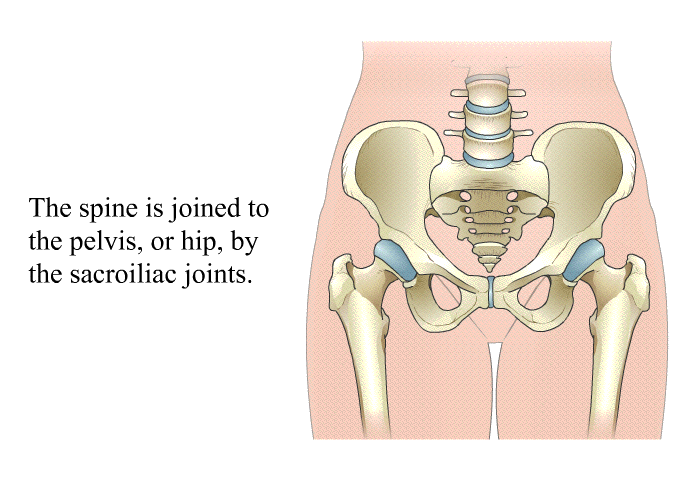 The spine is joined to the pelvis, or hip, by the sacroiliac joints.