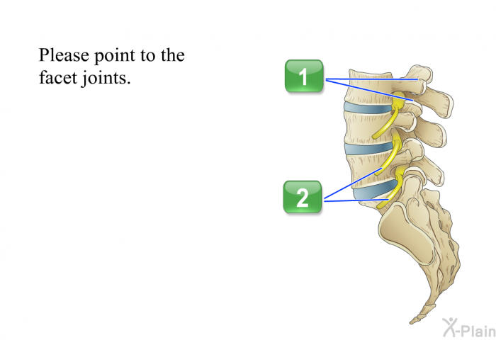 Please point to the facet joints.