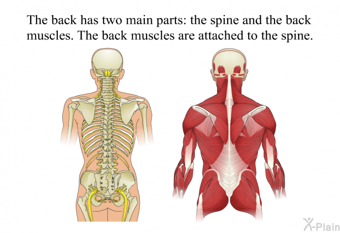 The back has two main parts: the spine and the back muscles. The back muscles are attached to the spine.
