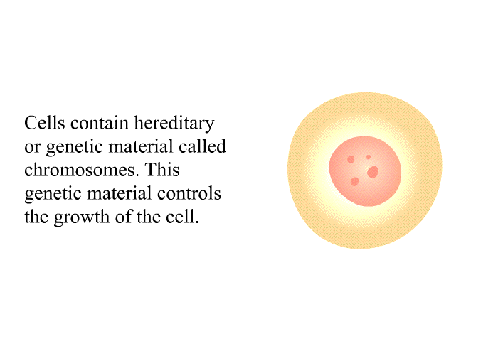 Cells contain hereditary or genetic material called chromosomes. This genetic material controls the growth of the cell.