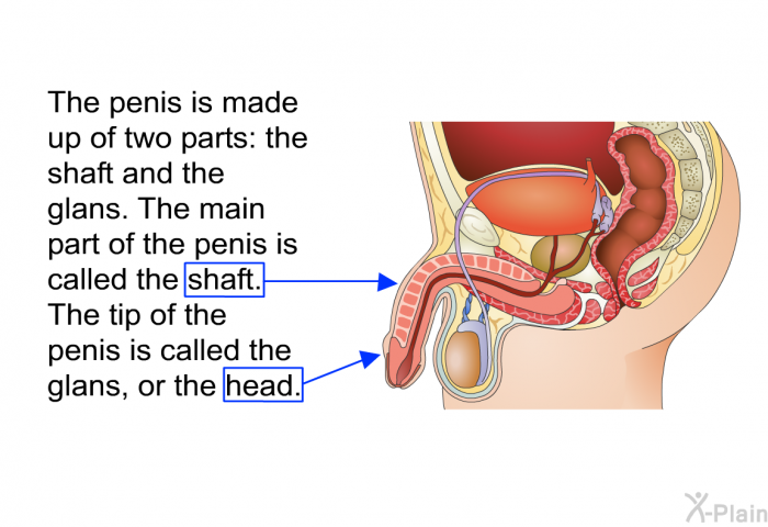 The penis is made up of two parts: the shaft and the glans. The main part of the penis is called the shaft. The tip of the penis is called the glans, or the head.