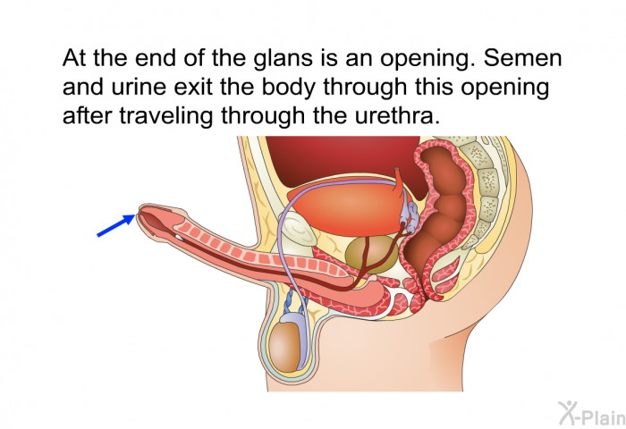 At the end of the glans is an opening. Semen and urine exit the body through this opening after traveling through the urethra.