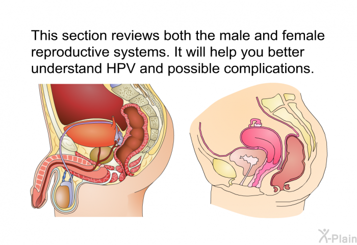 This section reviews both the male and female reproductive systems. It will help you better understand HPV and possible complications.