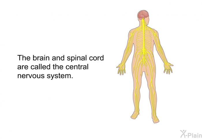 The brain and spinal cord are called the central nervous system.