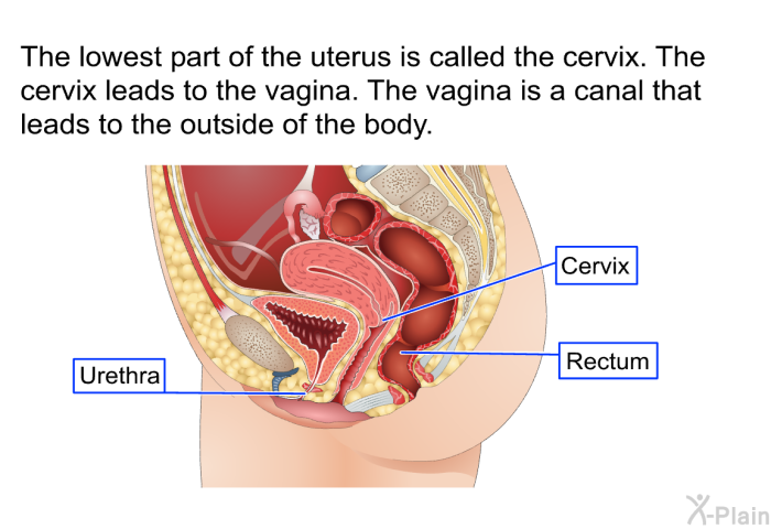 The lowest part of the uterus is called the cervix. The cervix leads to the vagina. The vagina is a canal that leads to the outside of the body.