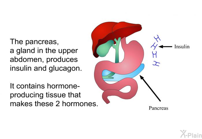 The pancreas, a gland in the upper abdomen, produces insulin and glucagon. It contains hormone-producing tissue that makes these 2 hormones.