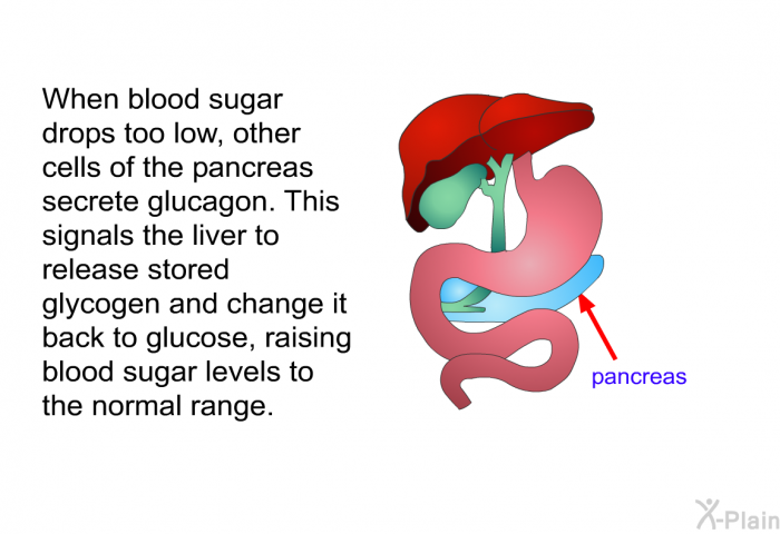When blood sugar drops too low, other cells of the pancreas secrete glucagon. This signals the liver to release stored glycogen and change it back to glucose, raising blood sugar levels to the normal range.