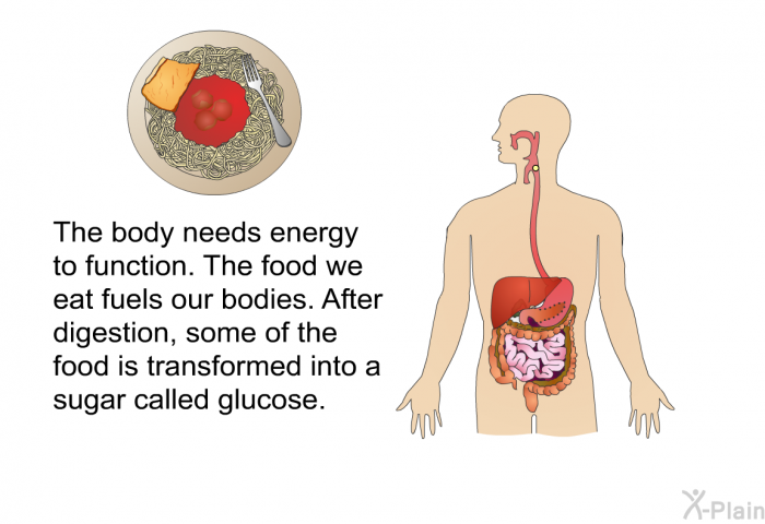 The body needs energy to function. The food we eat fuels our bodies. After digestion, some of the food is transformed into a sugar called glucose.