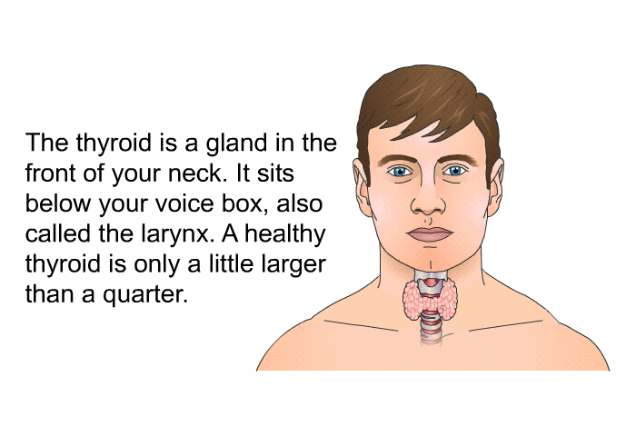 The thyroid is a gland in the front of your neck. It sits below your voice box, also called the larynx. A healthy thyroid is only a little larger than a quarter.