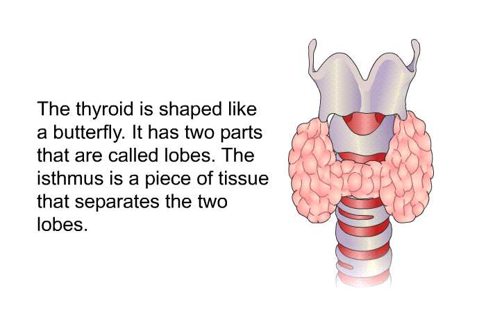 The thyroid is shaped like a butterfly. It has two parts that are called lobes. The isthmus is a piece of tissue that separates the two lobes.