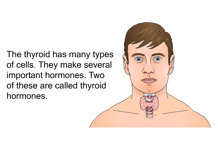 The thyroid has many types of cells. They make several important hormones. Two of these are called thyroid hormones.
