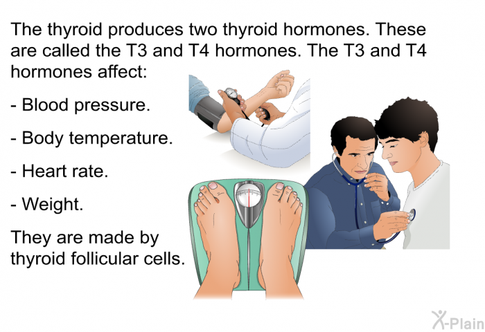 The thyroid produces two thyroid hormones. These are called the T<SUB>3</SUB> and T<SUB>4</SUB> hormones. The T<SUB>3</SUB> and T<SUB>4­</SUB> hormones affect:  Blood pressure. Body temperature. Heart rate. Weight.  
 They are made by thyroid follicular cells.