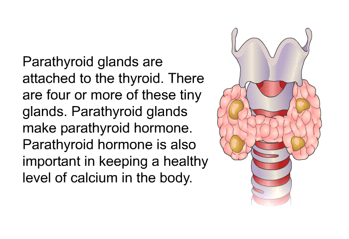 Parathyroid glands are attached to the thyroid. There are four or more of these tiny glands. Parathyroid glands make parathyroid hormone. Parathyroid hormone is also important in keeping a healthy level of calcium in the body.