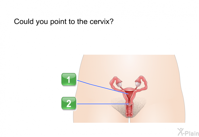 Could you point to the cervix?